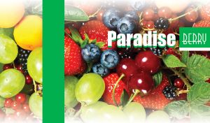 Strawberries, cranberries, cherries and gooseberries closeup with faded edges