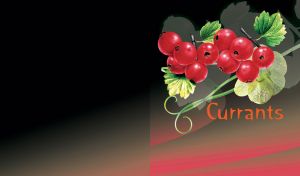 Red currants with green leaves isolated on a black pink gradient background