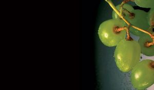 Green grapes in the rain with water drops on a black green gradient background