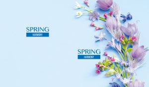 Floral arrangement with violet pasque flowers and snowdrops on pastel blue