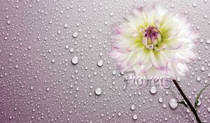 Flowers | Close-Up of Delicate Blossoms on Pastel Purple Dew Patterns