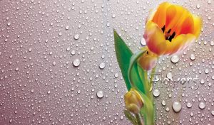 Magnificent orange tulip on a pastel purple background covered with dew drops