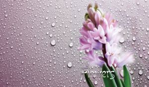 Lovely lilac hyacinth on a pastel purple background covered with dew drops