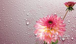 Gradient pink chrysanthemum on a pastel purple background covered with dew drops