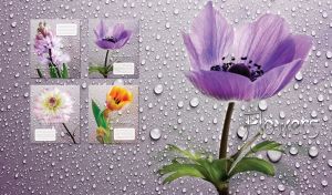 Delicate violet anemone on a pastel purple background covered with dew drops