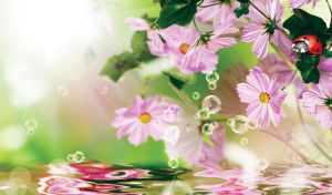 Closeup of a ladybug on pastel purple cosmoses on a green bubble background