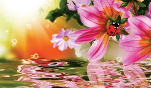 Closeup of a ladybug on a pink dahlias on an orange-green bubble background