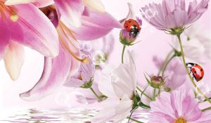 Closeup of ladybugs on lilies and cosmoses on a pastel pink bubble background
