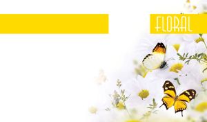 Butterflies sit on the delicate white daisies with yellow pistils on white