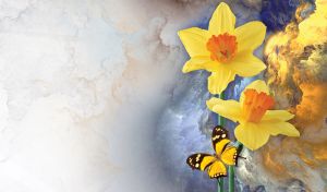 Butterfly on yellow narcissi against the golden and blue skies on a beige canvas