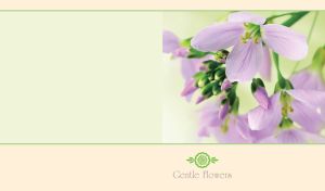 Gentle violet cuckoo flowers on pastel green and a pastel yellow-beige backdrop