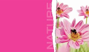 A close-up of bees on pastel pink daisies on white and fuchsia background