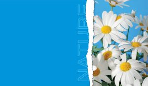 A close-up of white daisies with green stems on a blue background