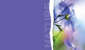 A close-up of blue flax flowers with green stems on a blurry violet background