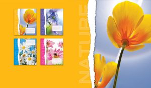 A close-up of orange california poppies on a light gray and yellow background