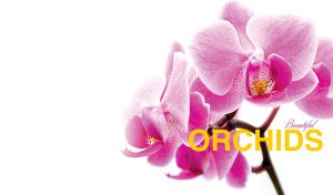 Close-up of beautiful pink orchid blooms on white