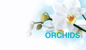 Close-up of beautiful white orchid blooms on pastel blue and white