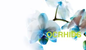 Close-up of beautiful white-blue orchid blooms on white