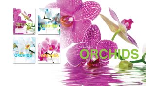 Close-up of beautiful purple-pink orchid blooms on white