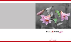 Pale pink lilies against a monochrome on gray and white backdrop