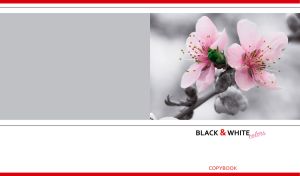 Pale pink sakura flowers against a monochrome on gray and white backdrop