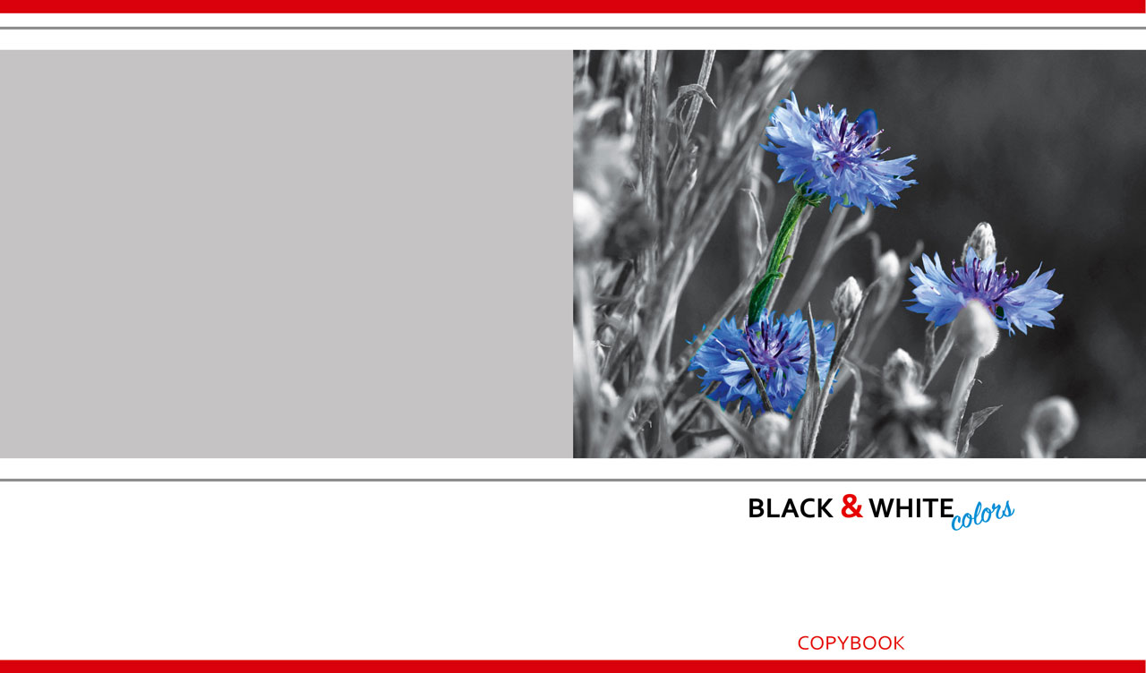 Blue cornflowers against a monochrome on gray and white backdrop