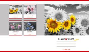 Black and white image of a sunflower on a gray and white background