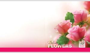 Delicate pink roses on a blurred pink to pastel white gradient