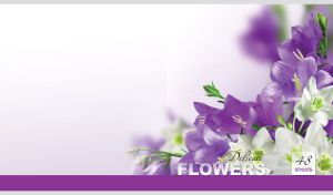 Delicate white and purple bellflowers on a blurred violet to white gradient