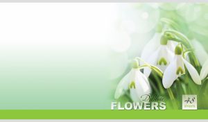 Delicate white snowdrops on a blurred green to pastel white gradient