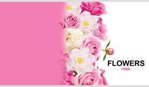 Flowers & Colors | Side-Aligned Lush Blooms on White