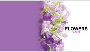 Floral composition of lush and gentle bellflowers on violet and white