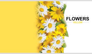 Floral composition of lush and gentle chamomiles and daisies on yellow and white