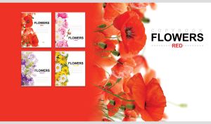 Floral composition of lush and gentle poppies on red and white