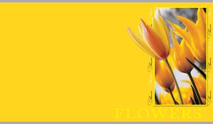 Picture of wild tulips in a frame close-up on a plain yellow background