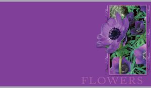 Picture of poppy anemones in a frame close-up on a plain purple background