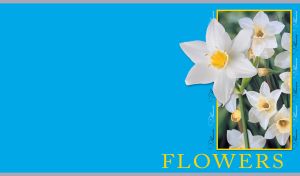 Picture of white narcissi in a frame close-up on a plain light blue background
