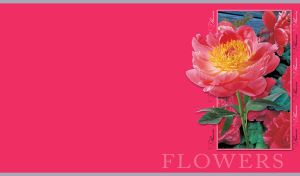 Peony flowers in a frame close-up on a plain pink-red background