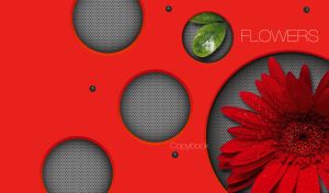 A gerbera daisy flower with red petals in dew inside a red panel hole