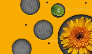 A gerbera daisy flower with yellow petals in dew inside a yellow panel hole