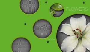 A lily with white petals in dew inside a bright green panel hole