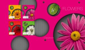 A yellow eyed pink gerbera in dew inside a fuchsia panel hole