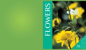 Brittlebush and white lychnis alba on a blurry floral field on a green backdrop