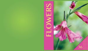 Pink Gladiolus illyricus on a blurry floral field on a green backdrop