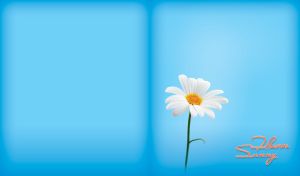 Flower Sunny | Delicate White Flowers Isolated Against Light Blue