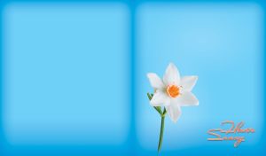 Sunny white narcissus flower isolated on light blue background