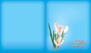 Sunny white crocuses isolated on light blue background
