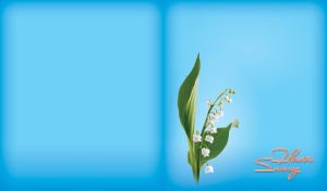 Sunny white lily of the valley isolated on light blue background
