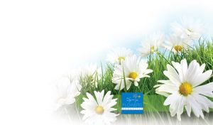 Beautiful white daisies in the green grass on a white vignette background