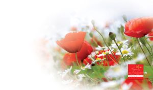Beautiful poppies and daisies in a green field on a white vignette background